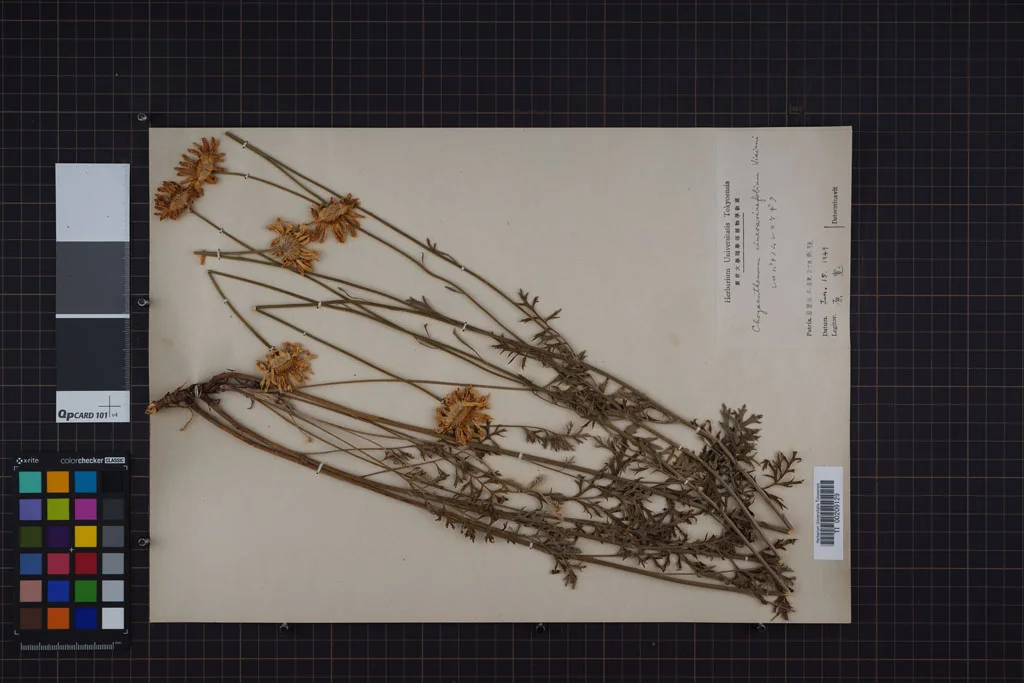 herbarium image