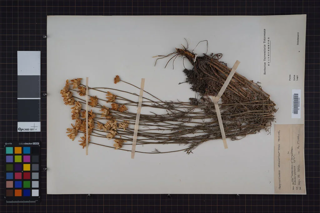 herbarium image